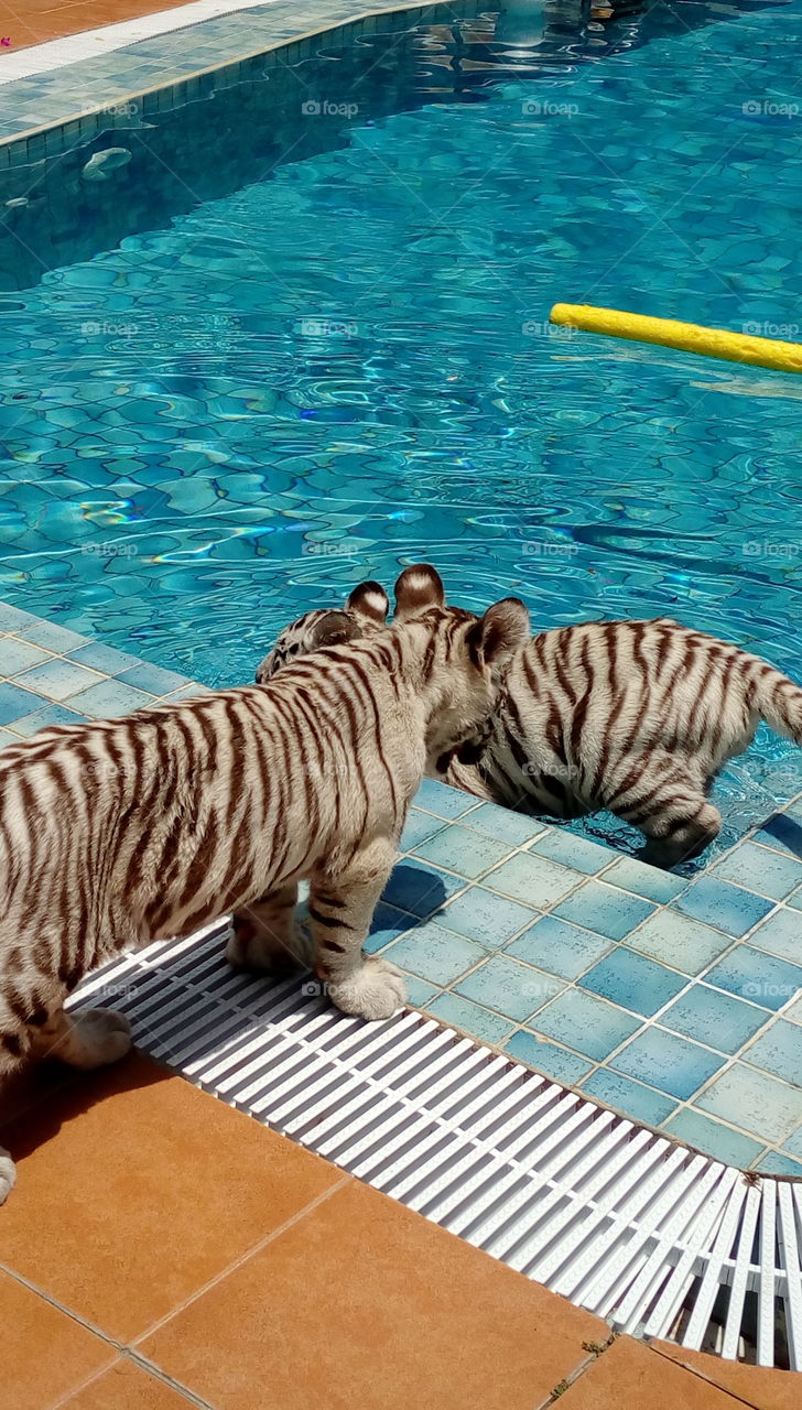 baby tiger swimming