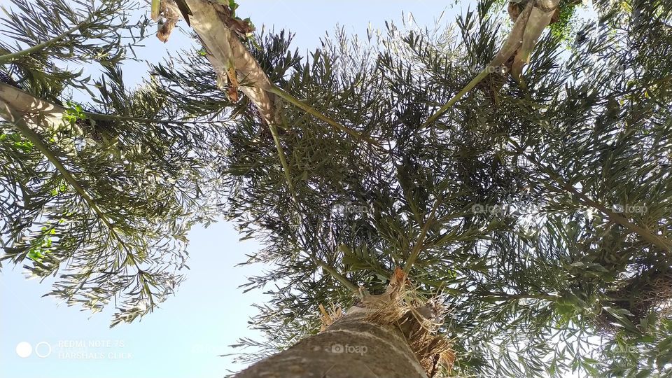 Palm Trees Natural click 🌴🌴