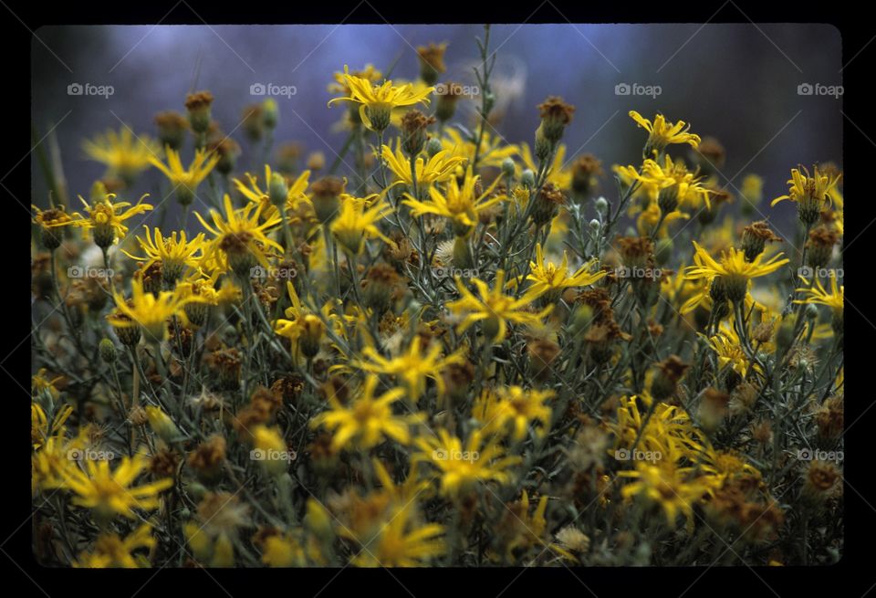 Yellow wildflowers in New Mexico on reversal film