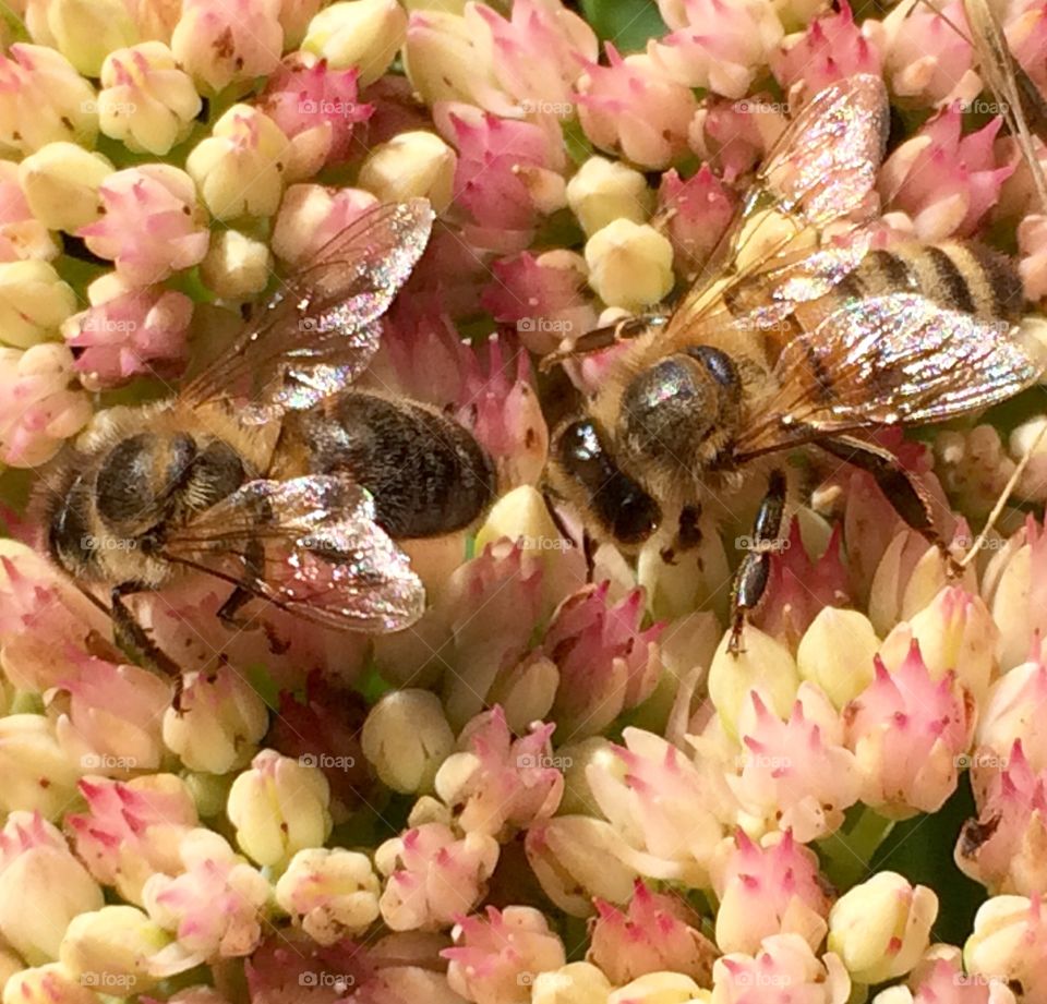 Honey bees foraging on Sedum.  Esher, Surrey, England.