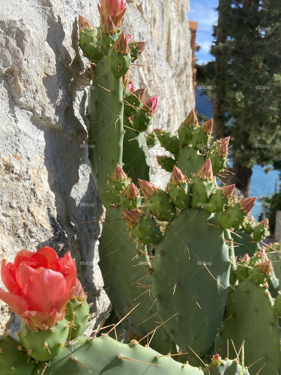 The salmon colored flowers from a cactus against a stone wall, blue skies and a sunny spring day.