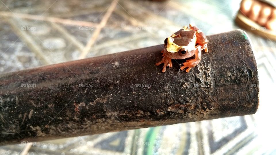 Exotic Tree Frog. A frog found while traveling in the Amazon in Brazil