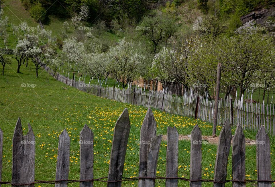 Rural landscape in a spring day 