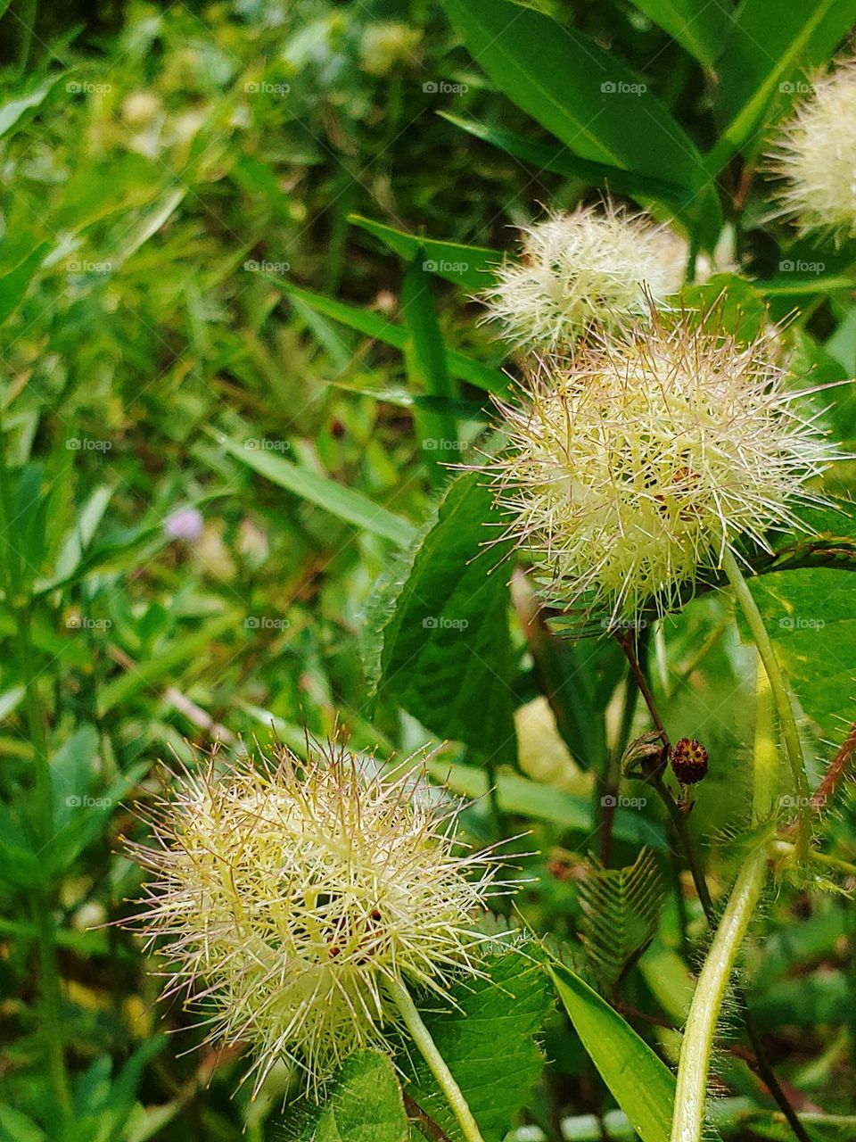 flowers captured