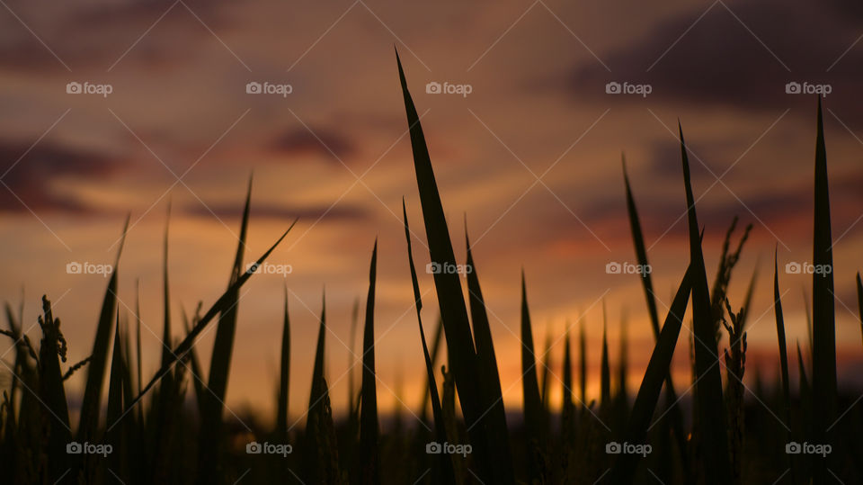 Rice plants against the background of the orange twilight sky