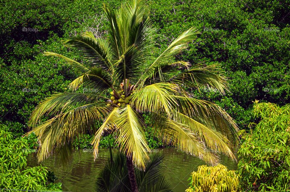 Coconut tree
