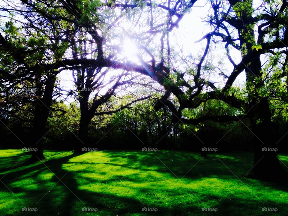 Sunlight through Oak Trees