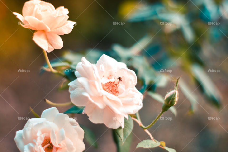 Close up beautiful three white rose on green branch. White Roses and buds. Valentines background. Pink rose with fresh leaves branches. Spring summer wedding romantic elegant date marriage symbol.