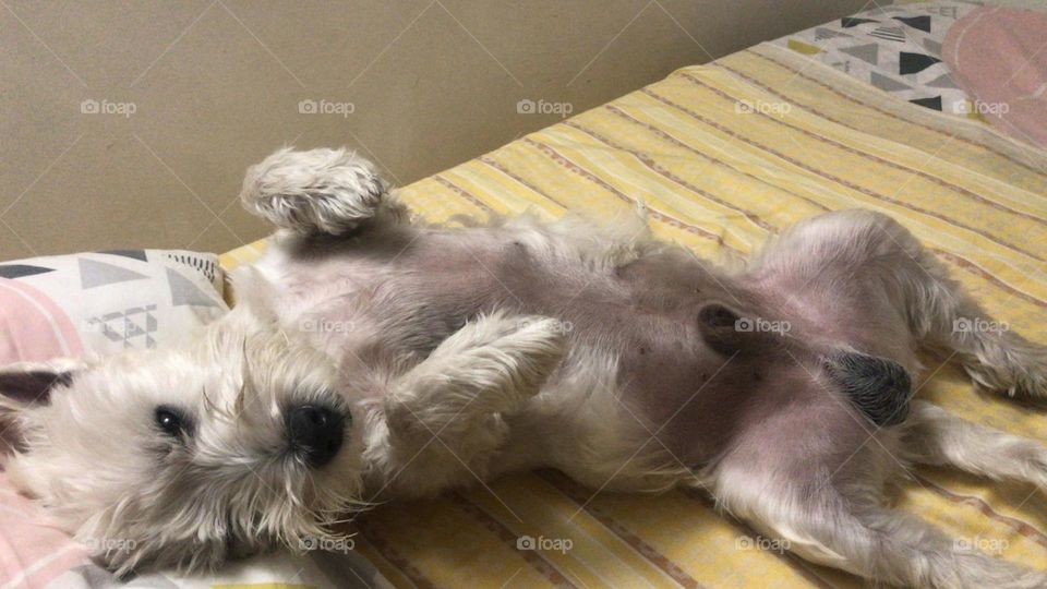 Pêlo branco e saco preto 😁