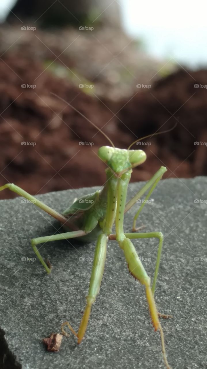 Nature, No Person, Invertebrate, Mantis, Insect