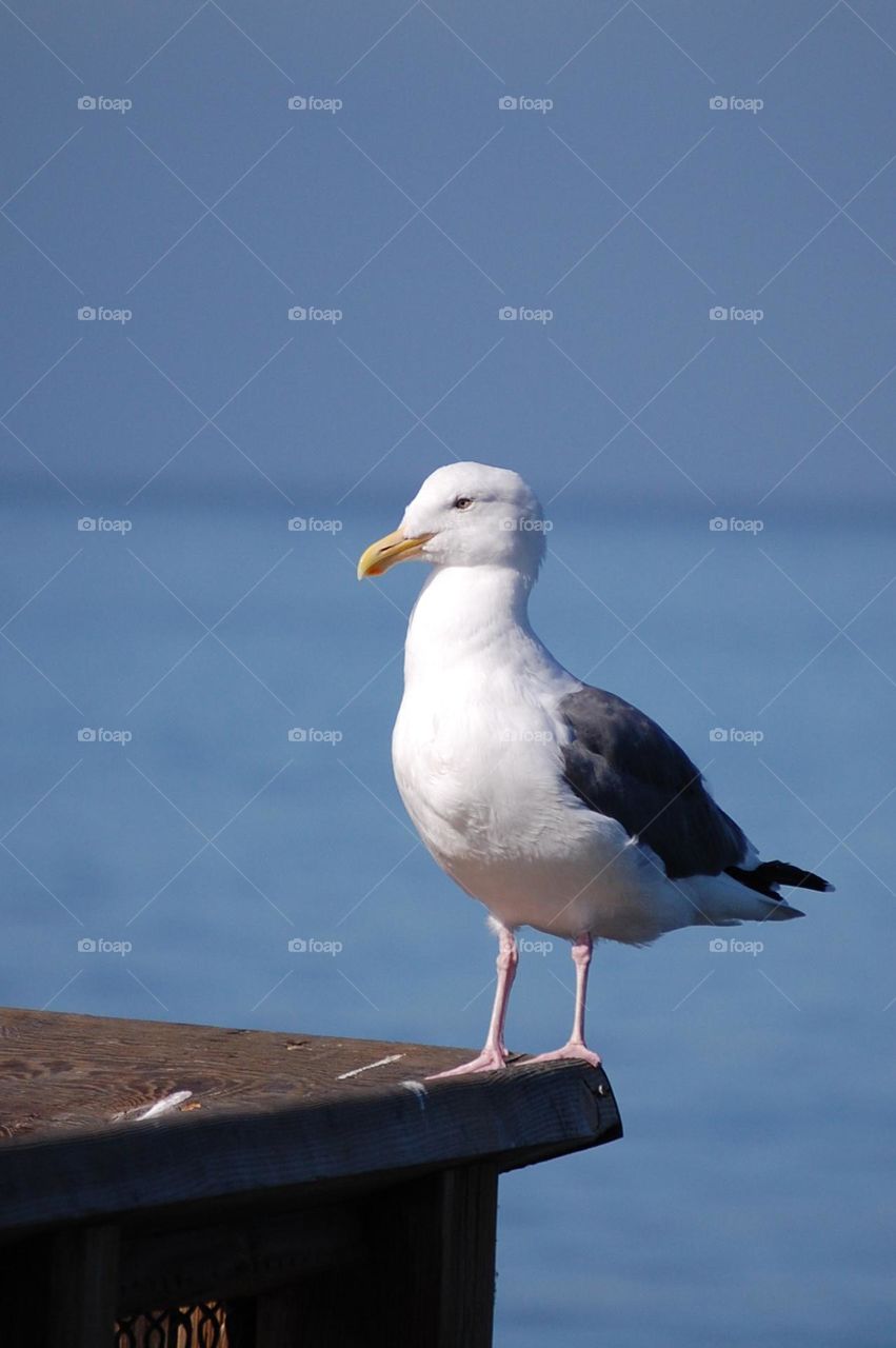 Seagull closeup 