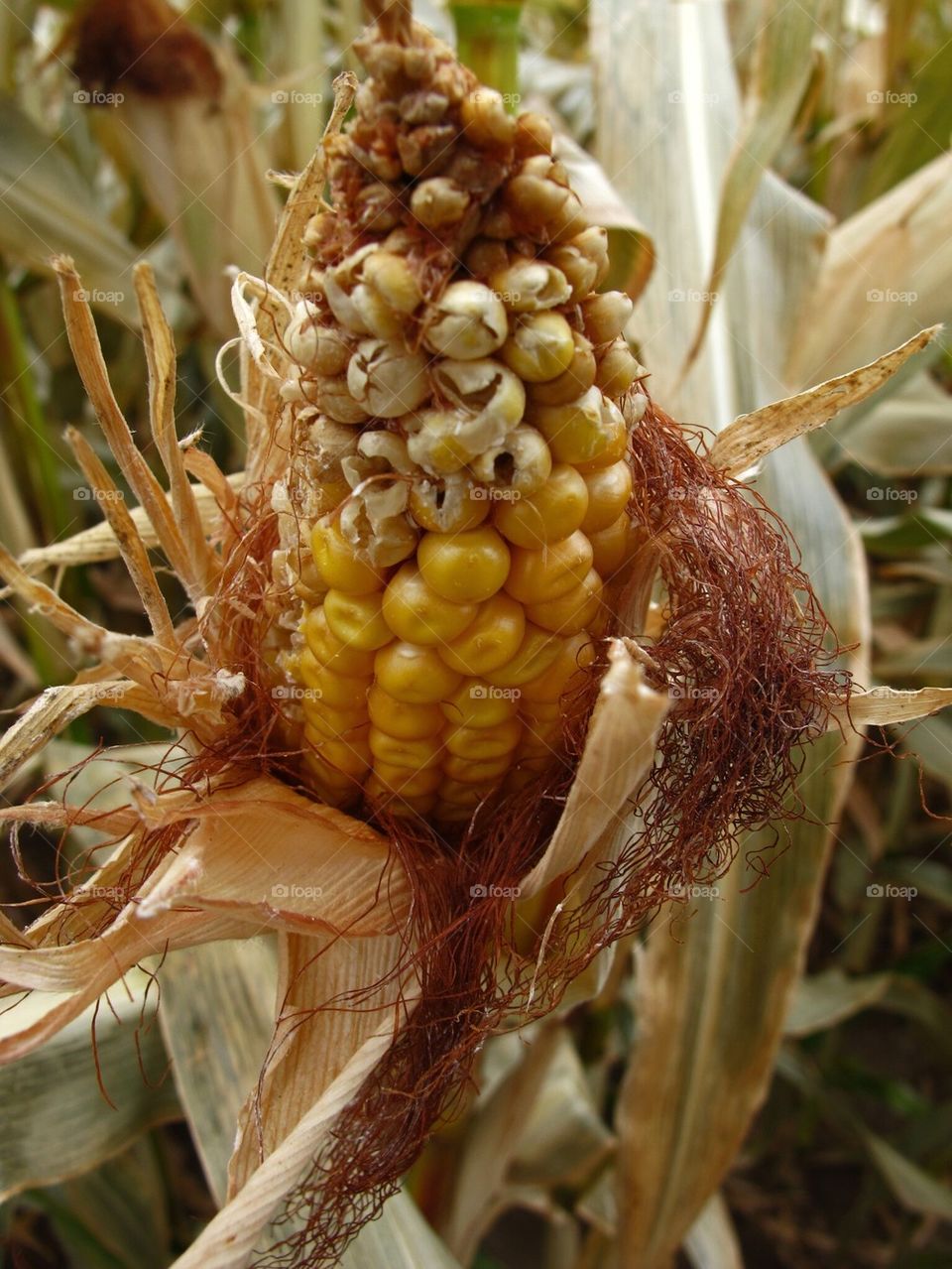 Corn wall