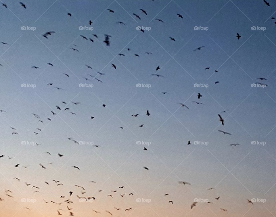 flock of seagulls take flight during sunset