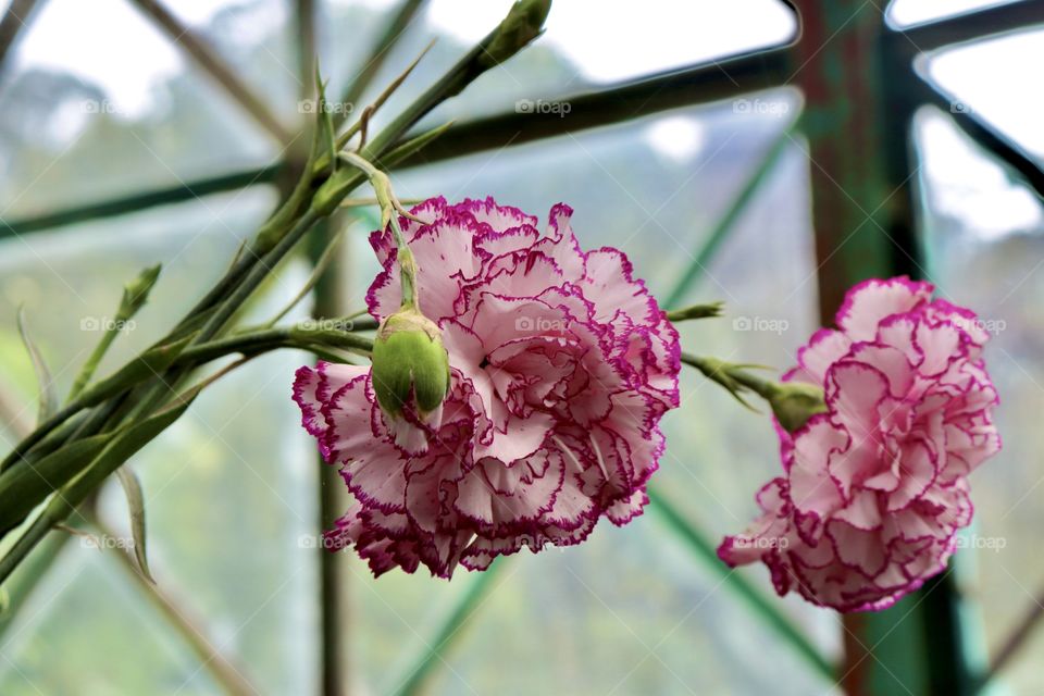 Pink and white mix color flowers, 