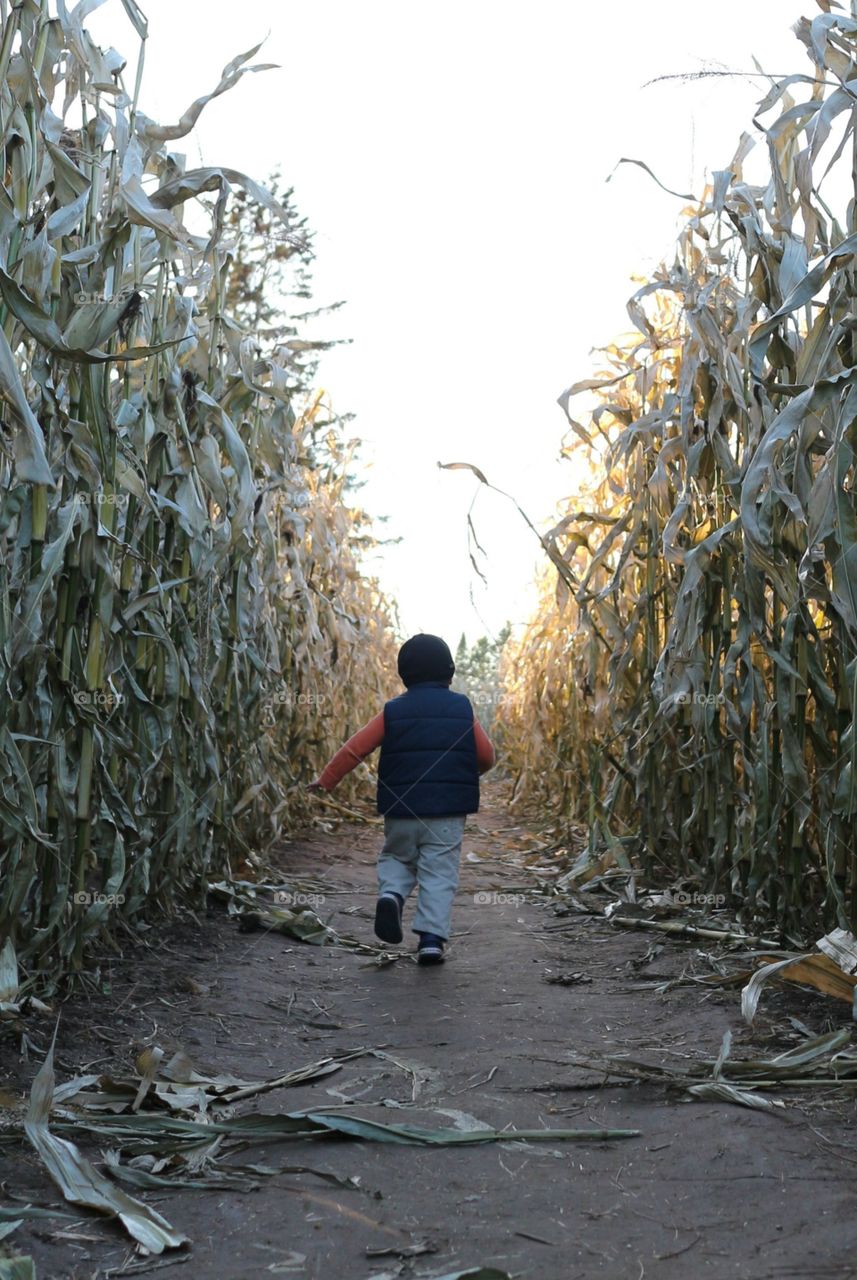 Corn Maze