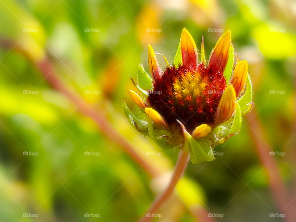 Colorful wild Indian blanket flower