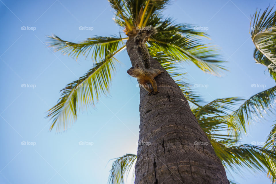 Squirrel climbed on a palm tree on a Caribbean beach