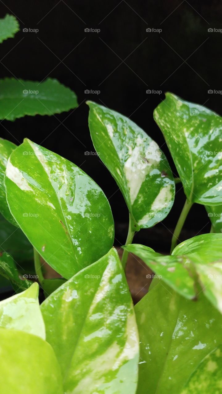 creeper bathing in rainy water