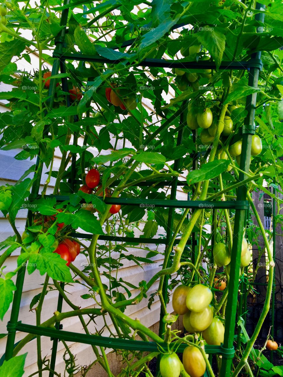 Organic tomato plants 