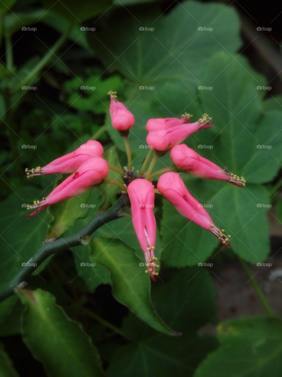 Small Pink Flowers close-up