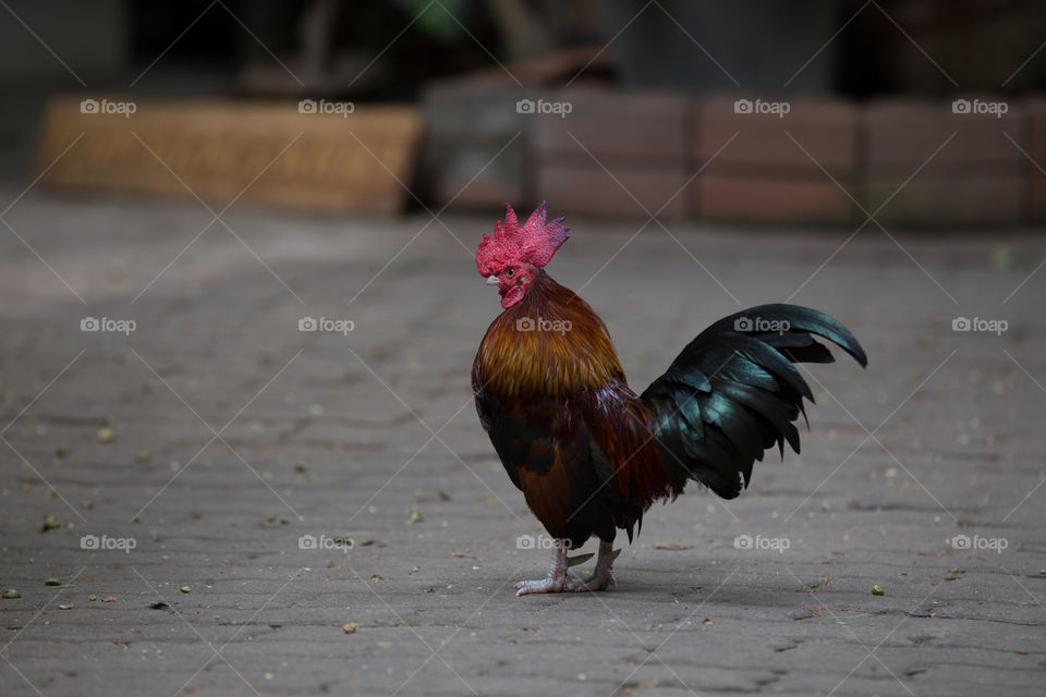 Male Chicken 