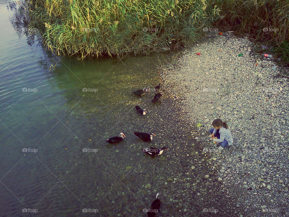 girl and ducks