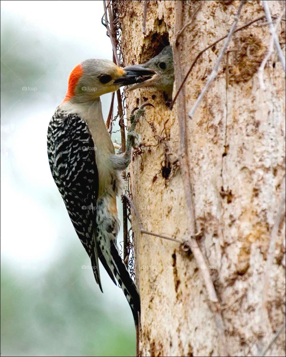 Beautiful Mother Woodpecker feeding her hungry chick.