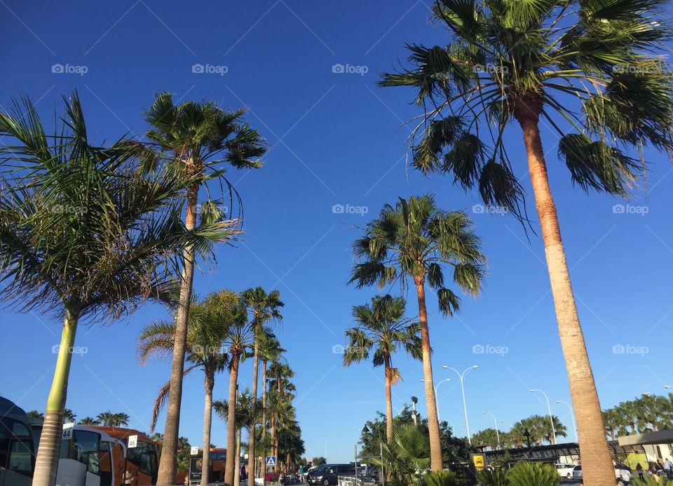 Palm Trees with blue skies landscape photo
