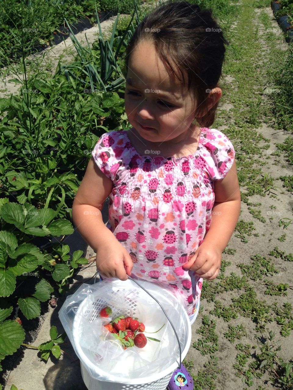 Jaylynn Picking Strawberries 