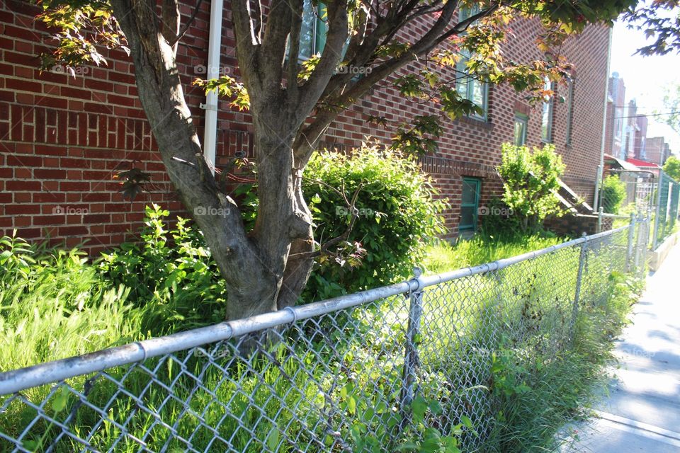 Fence, Garden, No Person, Summer, Grass