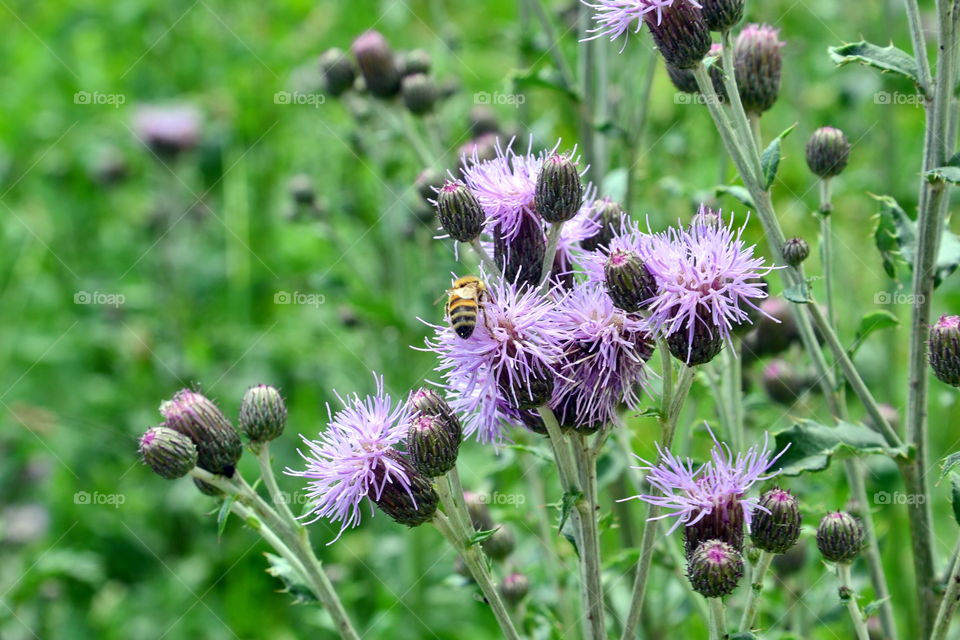 purple flowers