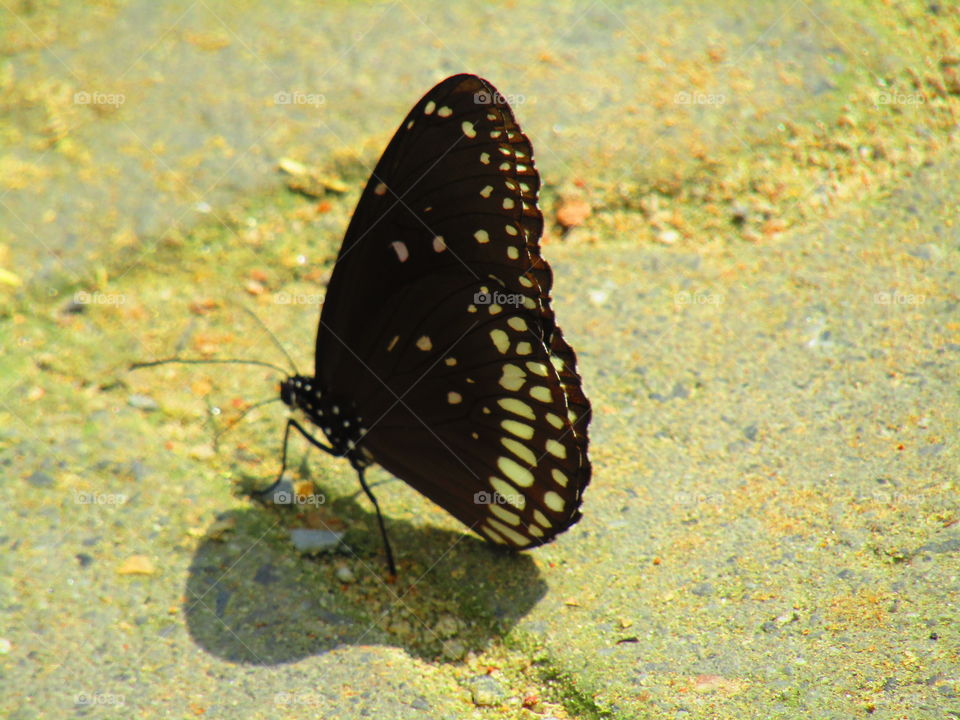 Beautiful butterfly Euploea core, the common crow is a common butterfly .Common Indian crow, and in Australia as the Australian crow.It belongs to the crows and tigers subfamily Danainae.