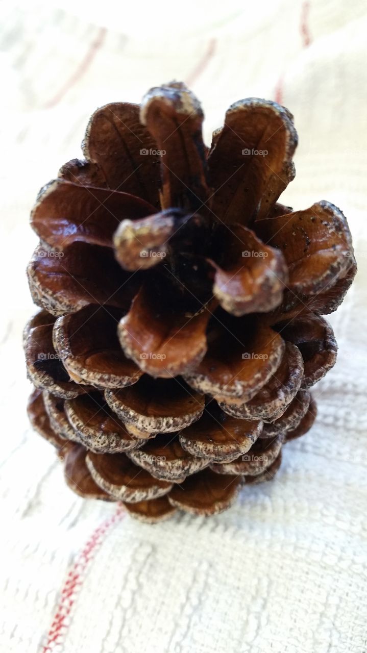 natural pine cone uk grown before bleaching
