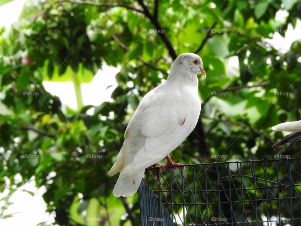 white bird