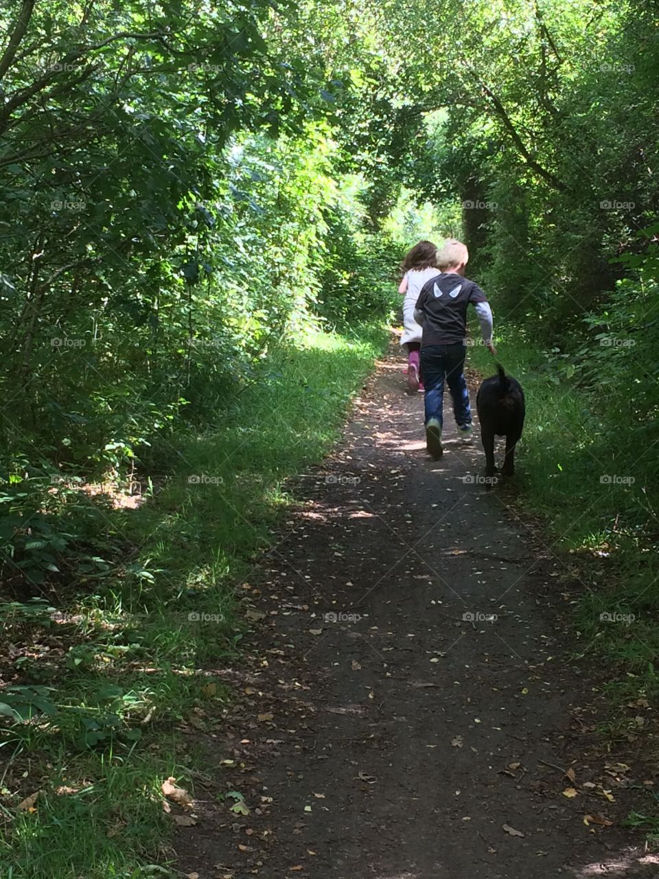 Summer forest walk