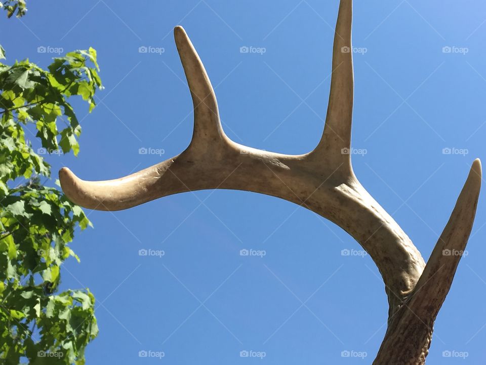 Deer antler 