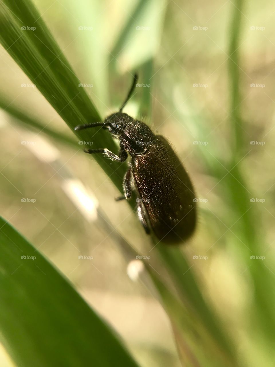 Nice beetle | Photo with iPhone 7 + Macro lens.