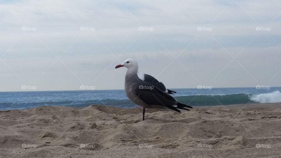 Water, Seagulls, No Person, Beach, Sea