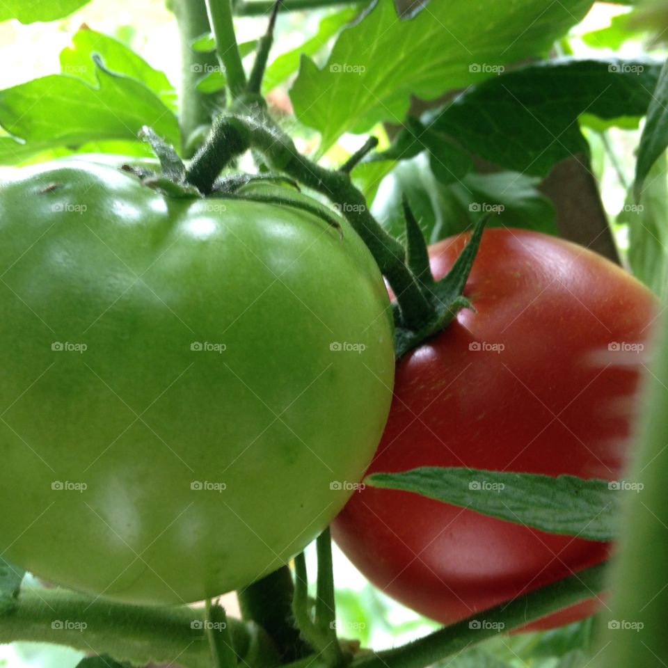 Tomatoes