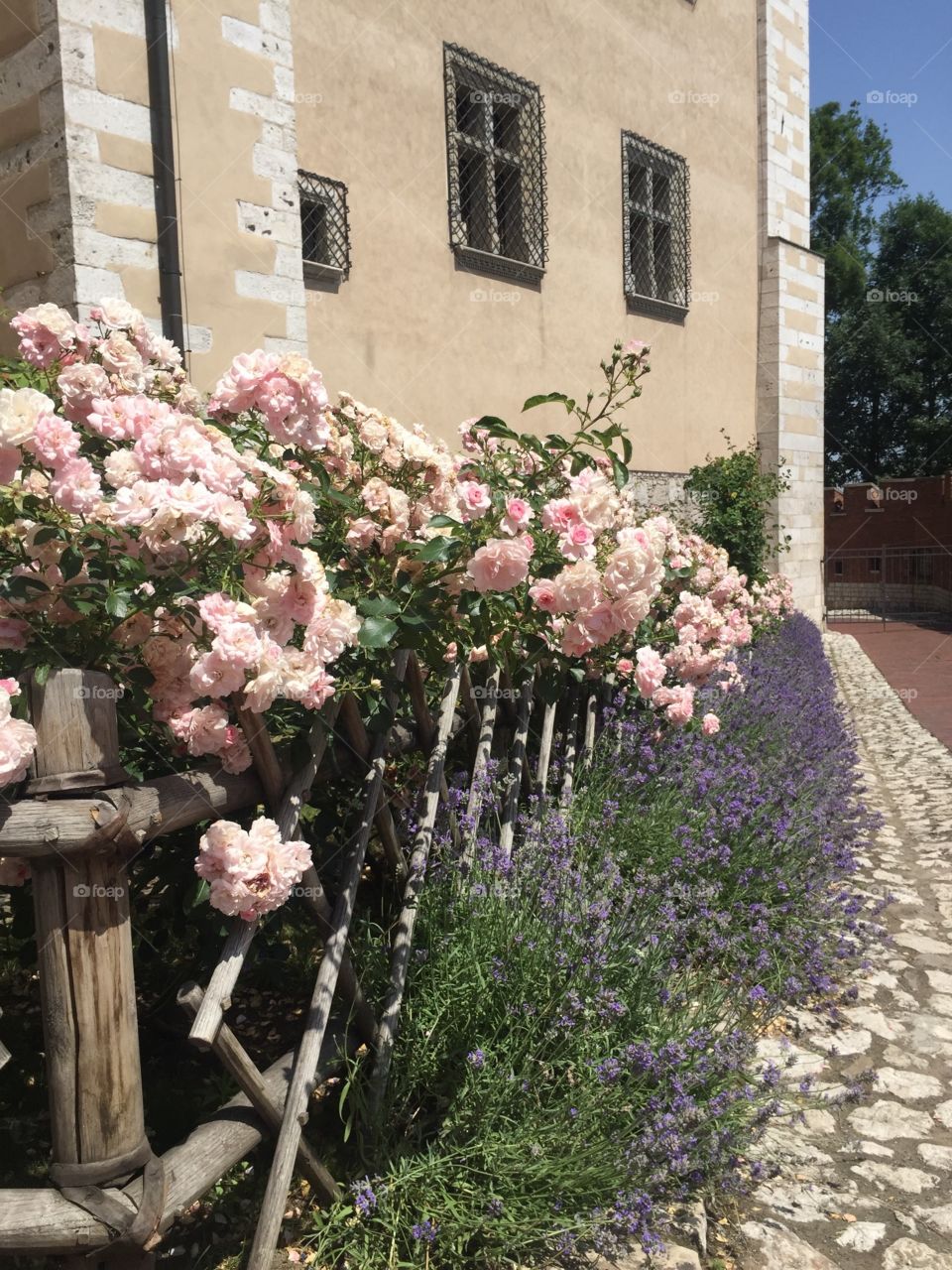 Roses in the yard of Wawel Castle