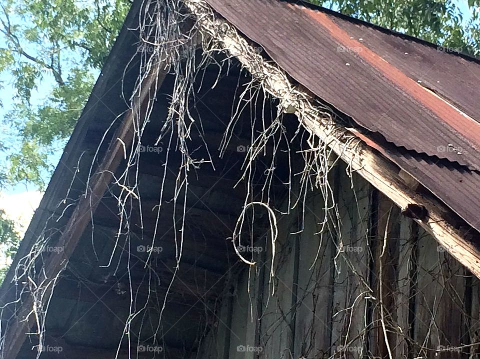 Vines on barn  