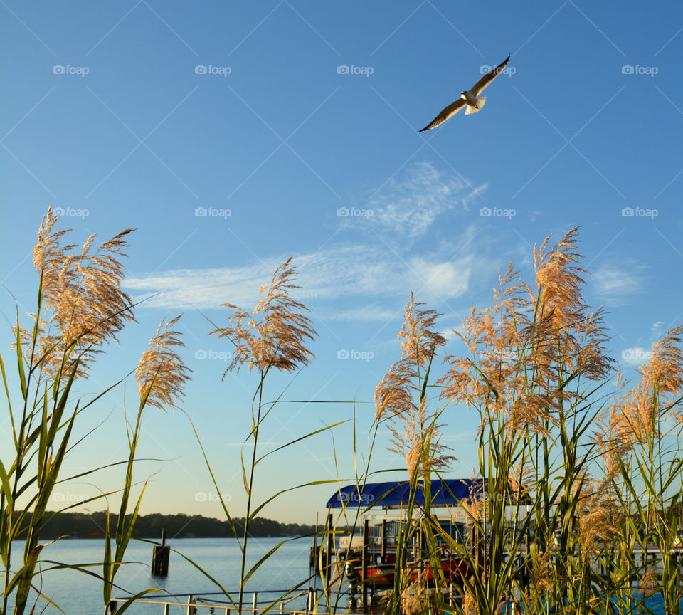 Seagull flying over lake