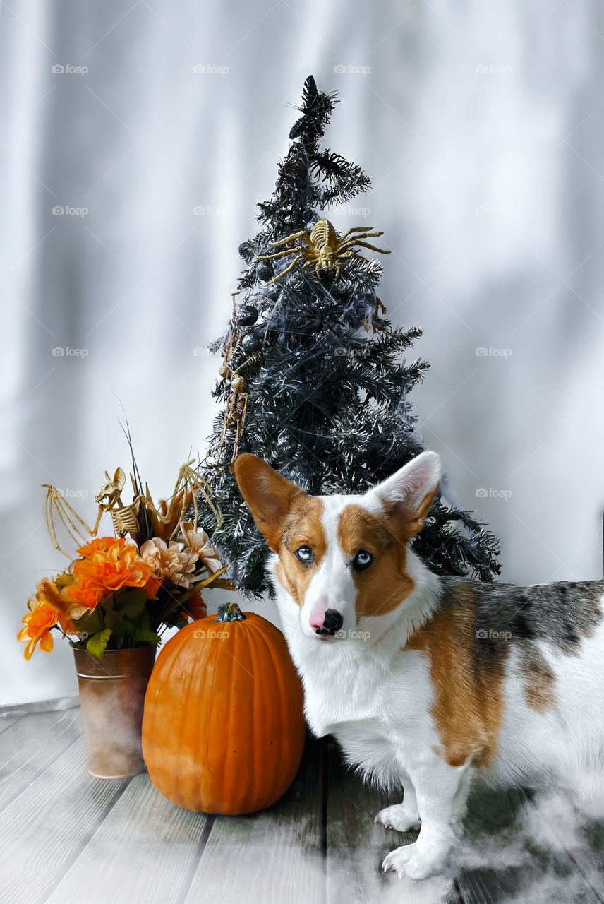 Corgi dog puppy christmas tree spooky halloween fall autumn orange blue eyes animals pets spider flowers plant creepy vibes creepy scary cute adorable skeleton skeletal bat pumpkin decorations