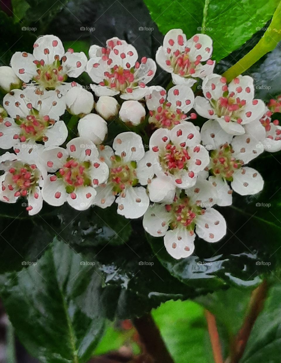 white flowers with red anthers  of aronia