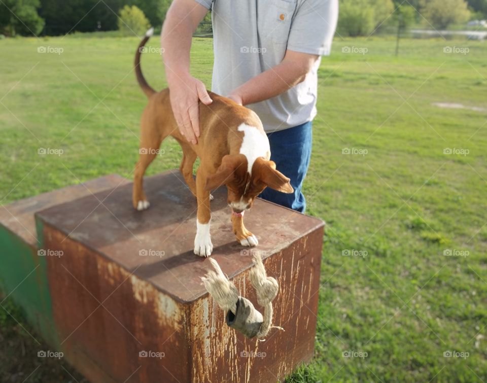 A man pets a young puppy dog on a metal box while a rope bone is in motion falling towards the green grass of spring