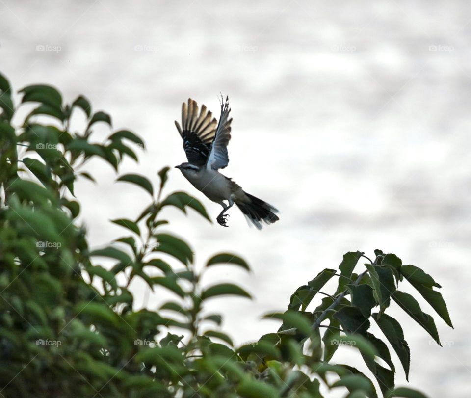 A little bird soaring wings