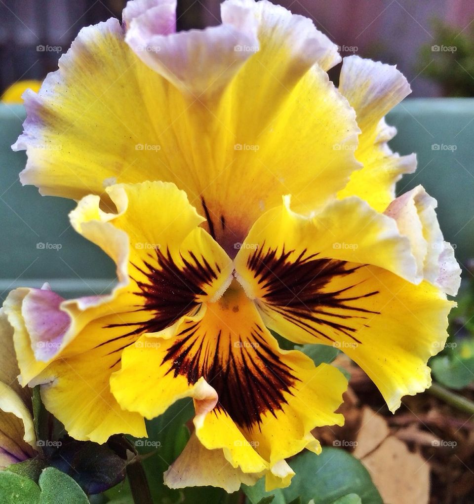 Pansy