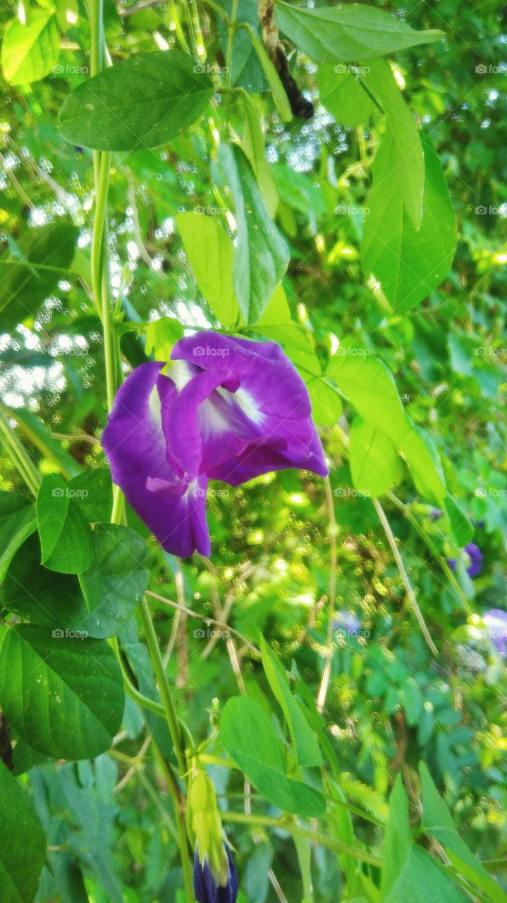 Purple flower blossoming on tree in the garden