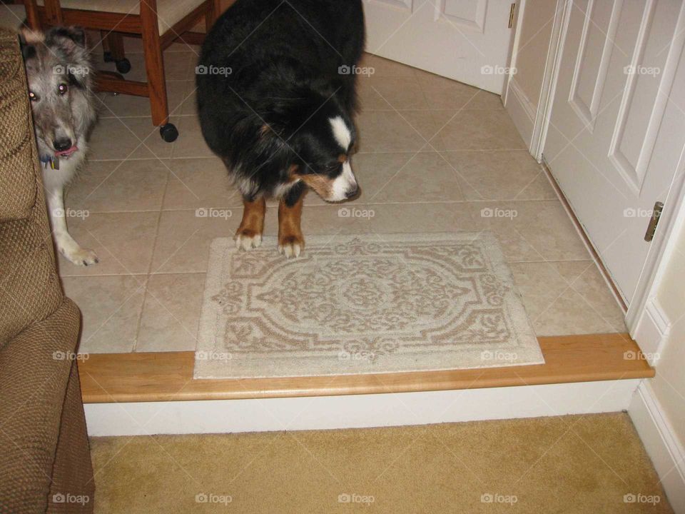 Blind Berner Knows Rug Equals Step