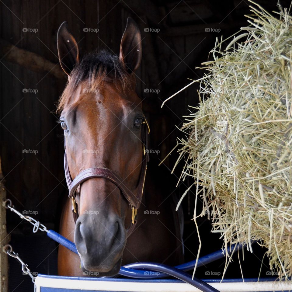 Hay there!